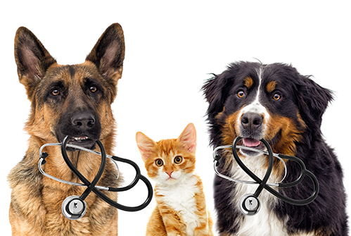 dogs with stethoscopes and a cat